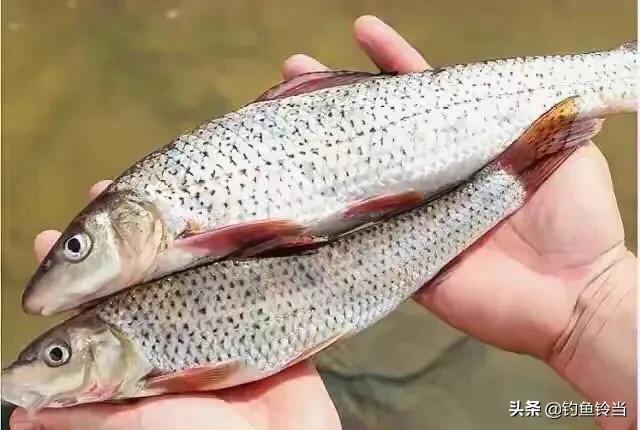 花骨鱼和重唇鱼的习性有何区别,经常遭人误解是什么果报