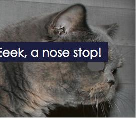 英国短毛猫怎么看品相赚钱,国际爱猫协会发声