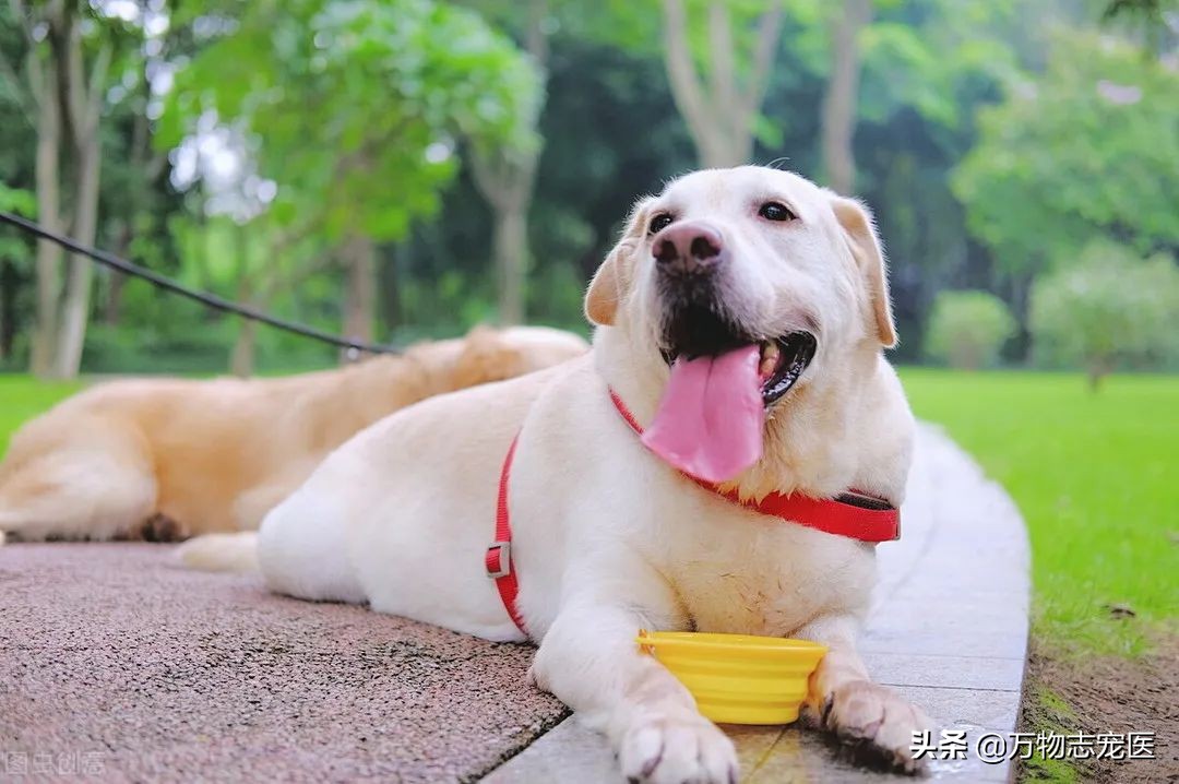 狗狗感冒不可轻视，预防诊治两手抓，铲屎官们注意啦