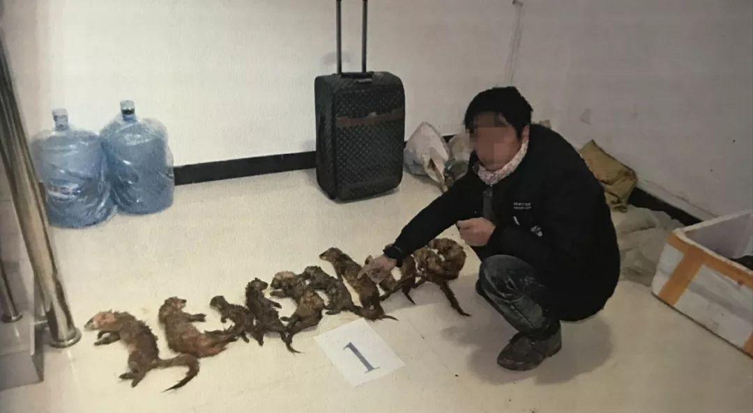 抓黄鼠狼罚960万,21人猎捕1.2万只黄鼠狼判赔近千万