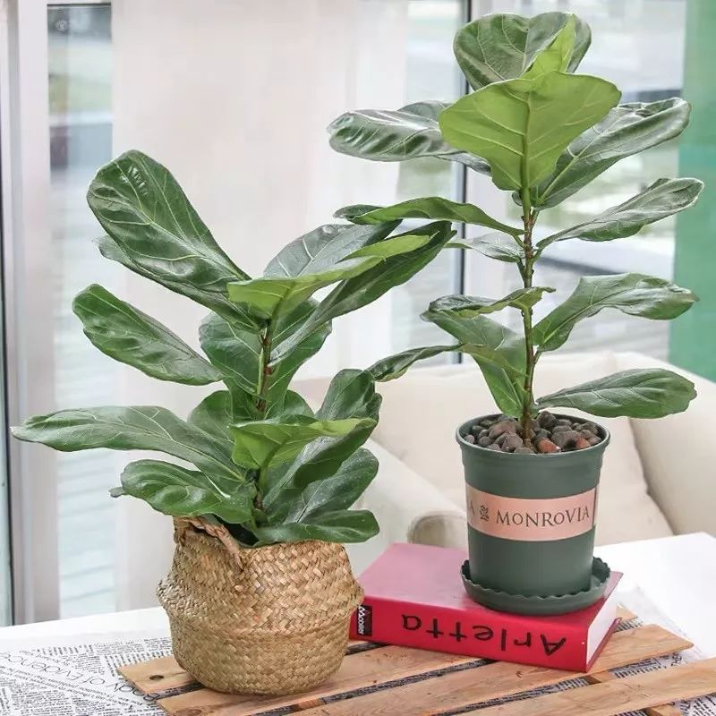 十大卧室养殖吸甲醛净化空气绿植,净化甲醛最有效绿植盆栽