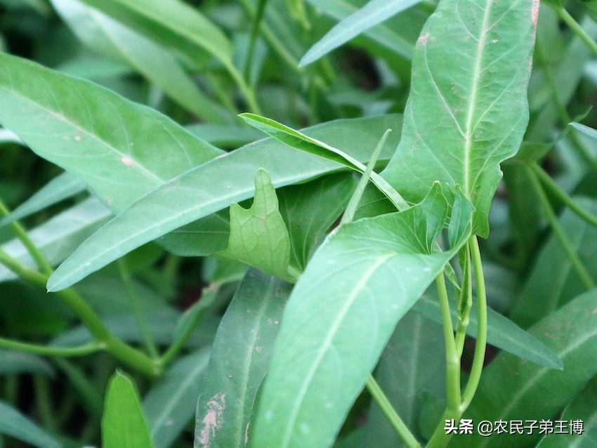 蕹菜田间管理,蕹菜枯萎病