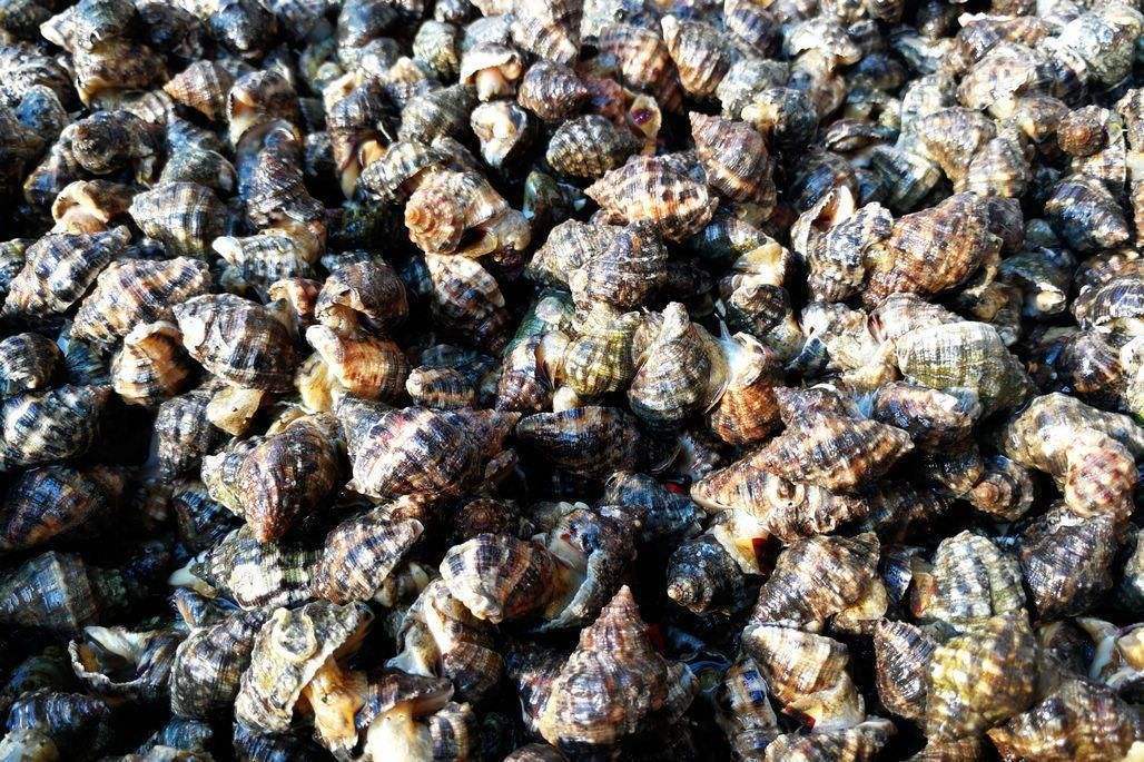 怎么选海螺最好吃,海螺性价比