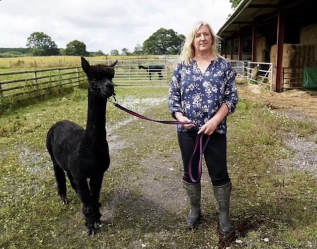 英国羊驼被处死了,英国羊驼为什么会被杀