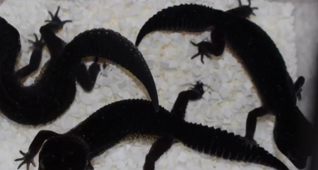 守宫白能繁育吗,纯黑的守宫是怎么来的