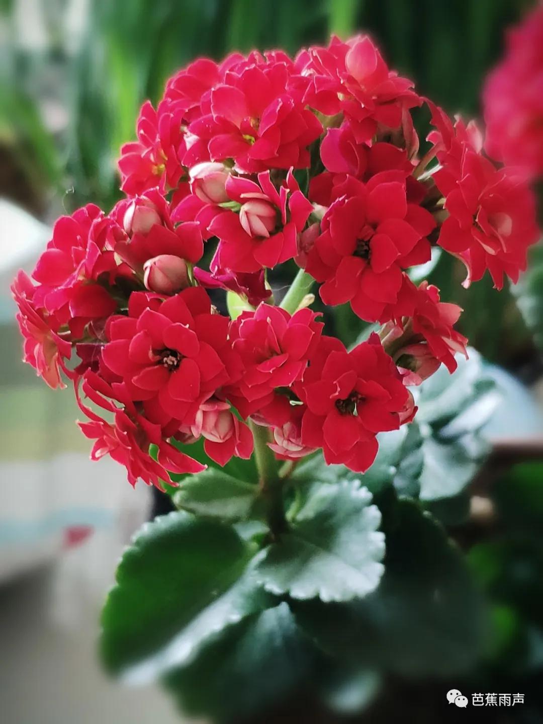 清凉初夏，做针线消散半日