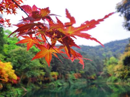 重庆小九寨九凤瑶池民宿,重庆温泉区九凤山民宿有哪些
