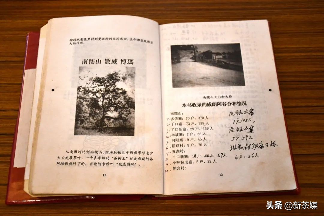 南糯山茶树王咋走,南糯山普洱茶茶树王