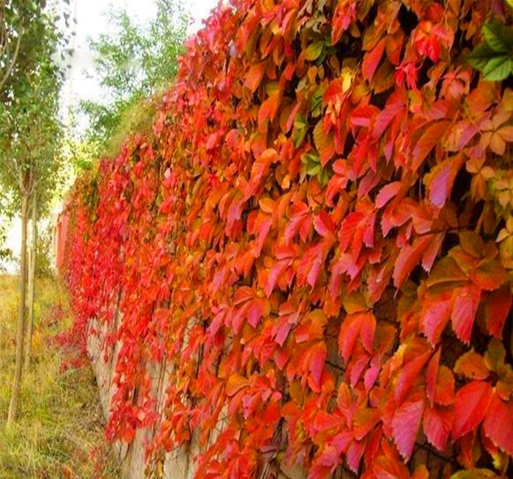 五叶地锦的特点和应用