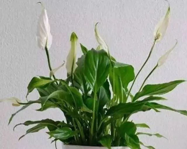 白掌如何养护才能开花,白掌如何多开花