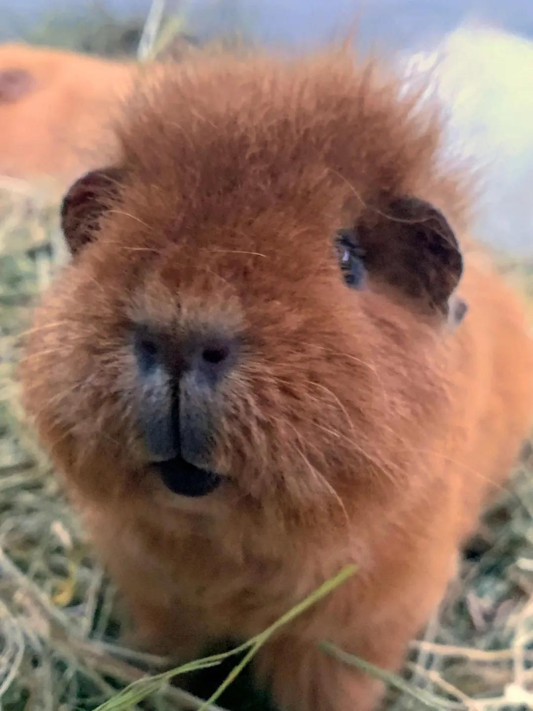 一群母豚鼠混入一只公豚鼠后：生几十只鼠崽，铲屎官年入几十万