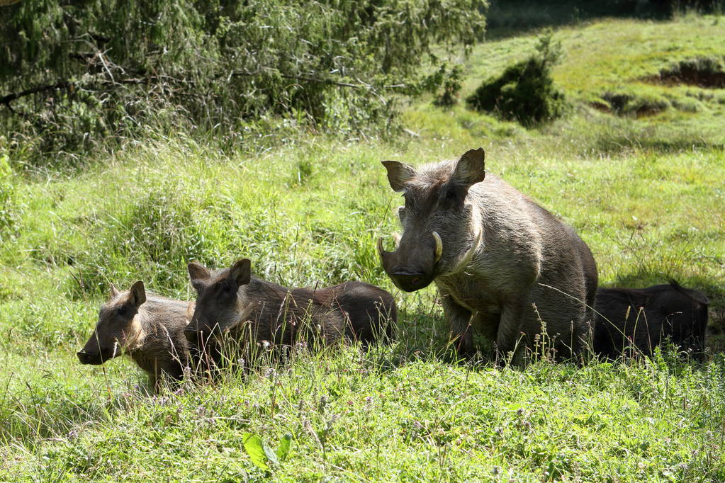 野猪来了用鞭炮怎么驱赶野猪,野猪毁坏庄稼如何驱赶野猪怕什么