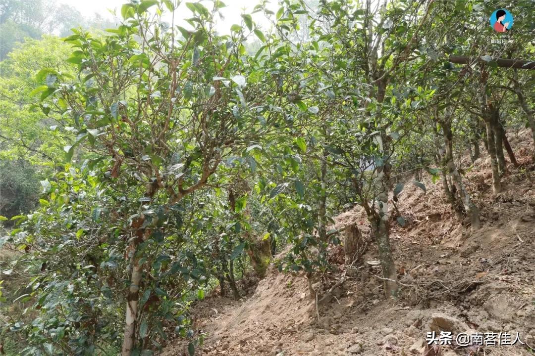 冰岛老寨大秋茶园的茶是真的吗,冰岛五寨之一糯伍什么口感