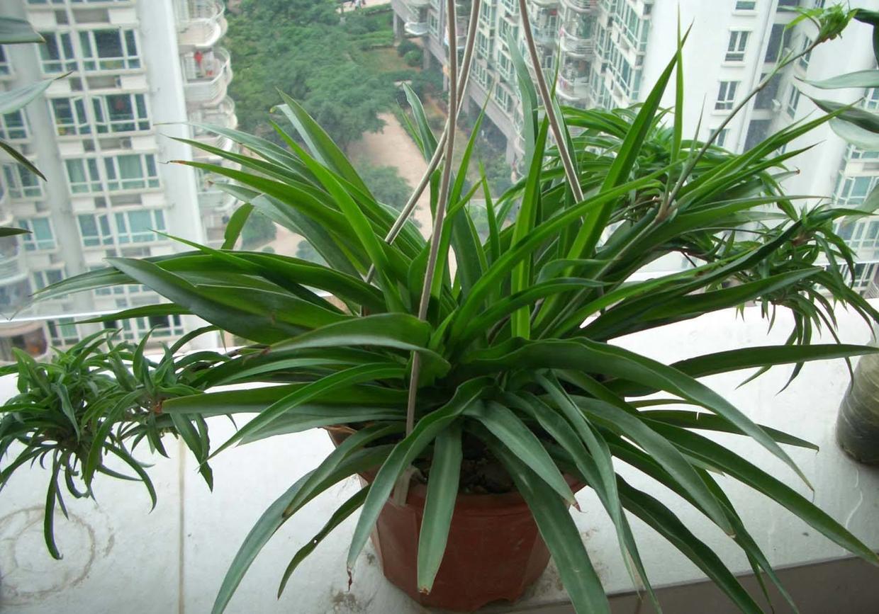 吊兰家养方法,吊兰怎么养才能长得快又茂盛