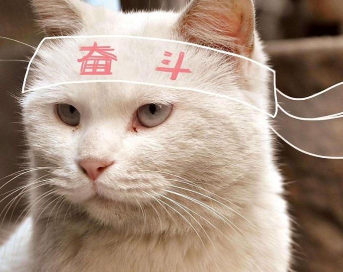 家里猫咪发情了？你知道该如何给它挑选好的配偶吗？