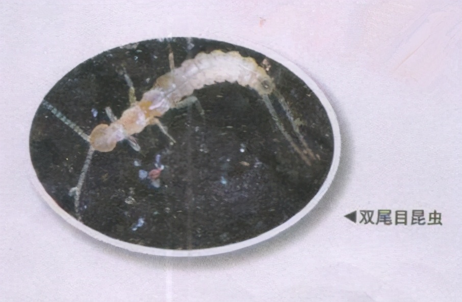 昆虫样子特点,昆虫视觉是什么样的