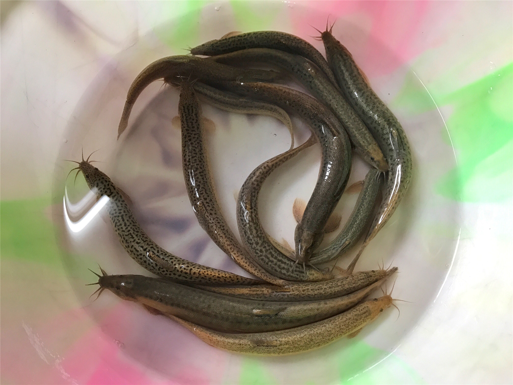 最好吃的时令鱼,秋天最该吃什么鱼肉