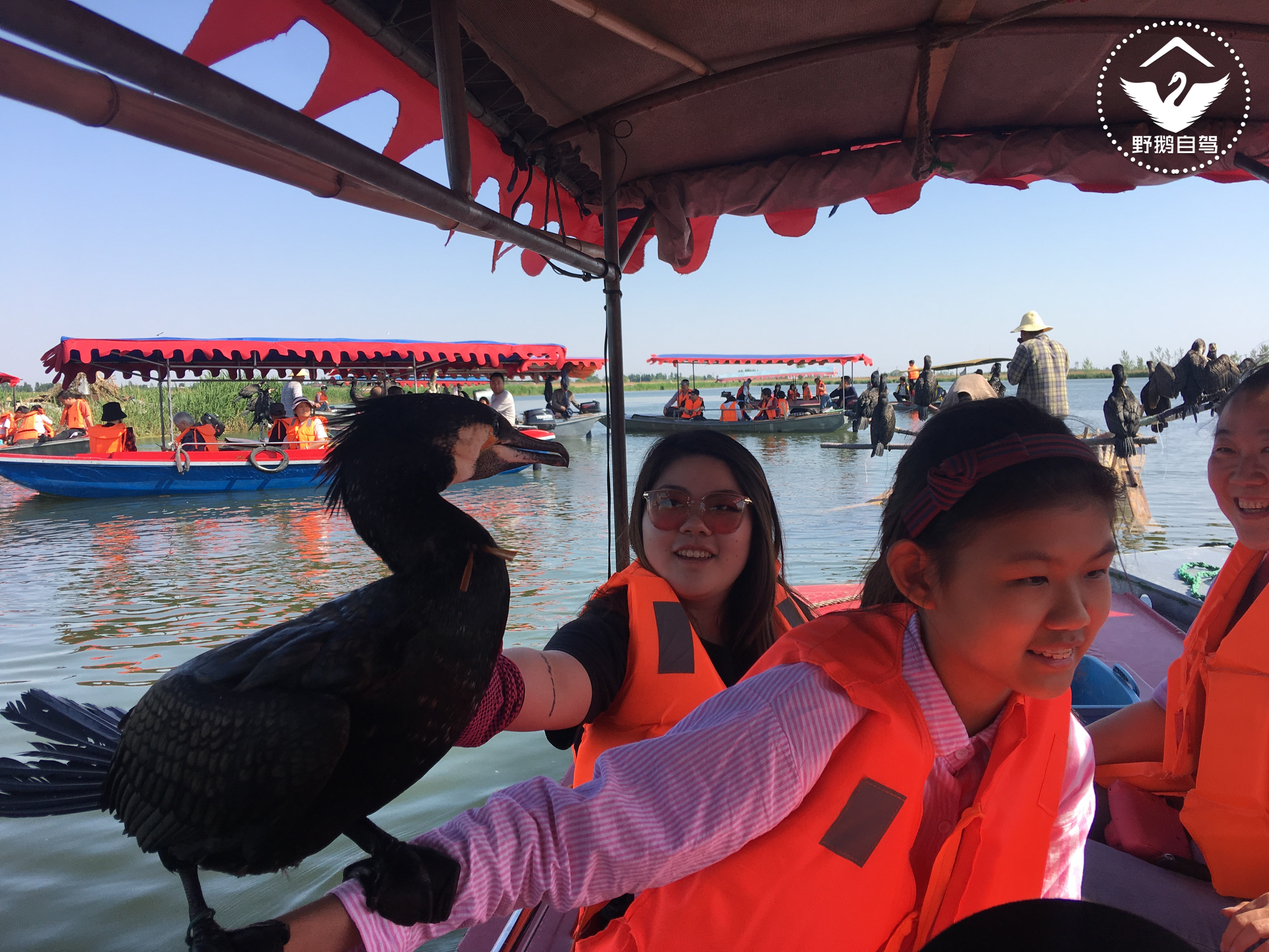 周末带娃自驾白洋淀，下地笼、抓小虾，亲密接触鱼鹰