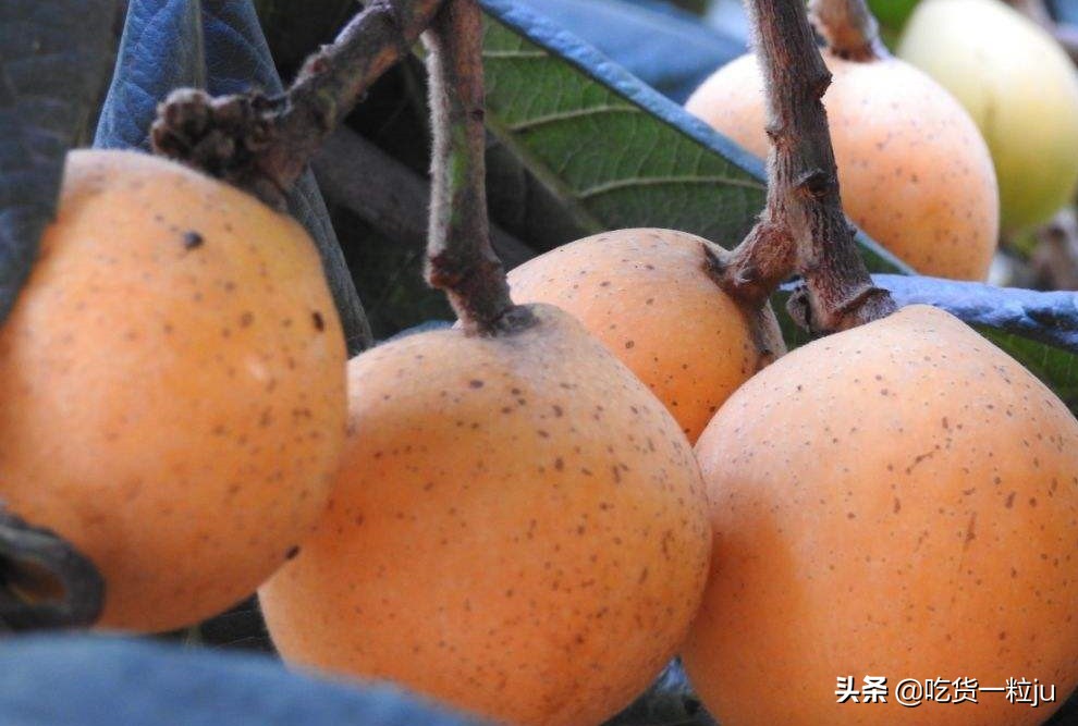 枇杷不是越黄越甜，买枇杷记住这5点，果肉幼滑赛榴莲