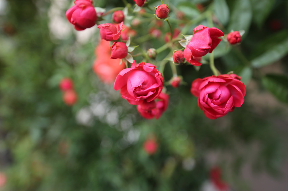 建校十年丹青易考圆了6000多考生上好大学的梦
