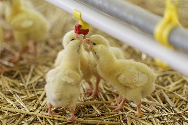 养鸡技术与管理方法,养鸡小技巧鸡饲料配方