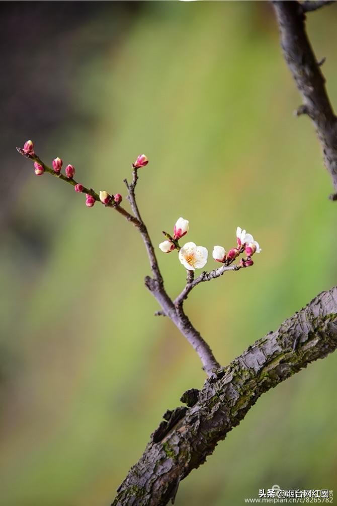 南京梅花山梅花开了吗,来南京梅花山赏梅花
