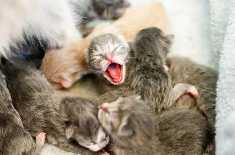 猫交配和繁殖指南