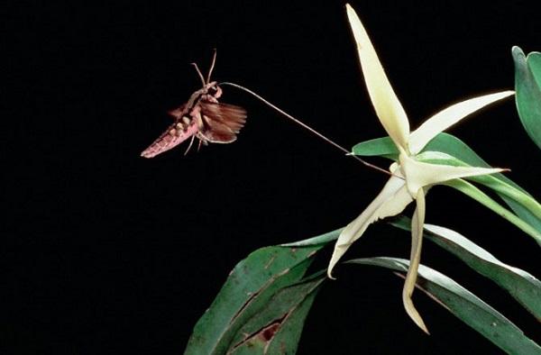 吊兰君子兰哪个好养护,君子兰吊兰图片欣赏