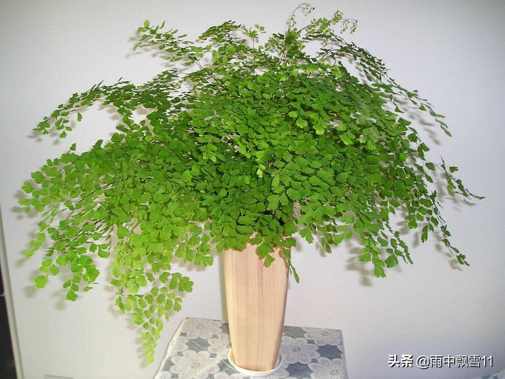 铁线蕨的养殖方法和注意事项盆栽,铁线蕨的养殖方法和注意事项大全