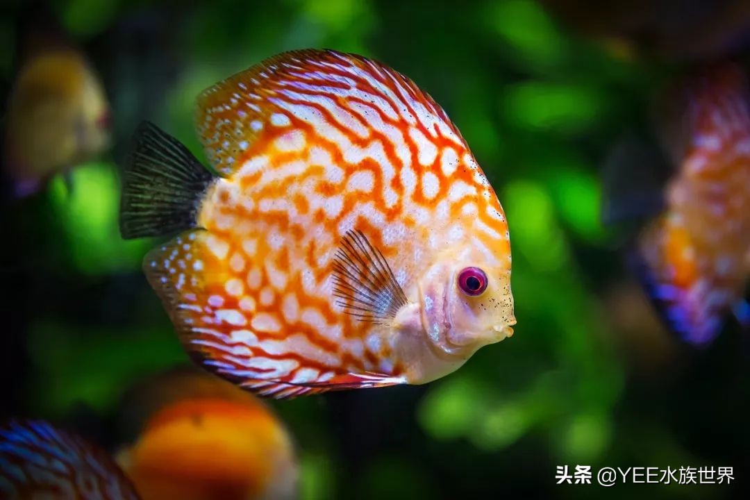 养鱼遇到的问题和解决办法,养鱼太麻烦了