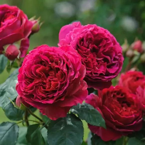 红红火火月季花图片,月季花红色有哪些品种好看