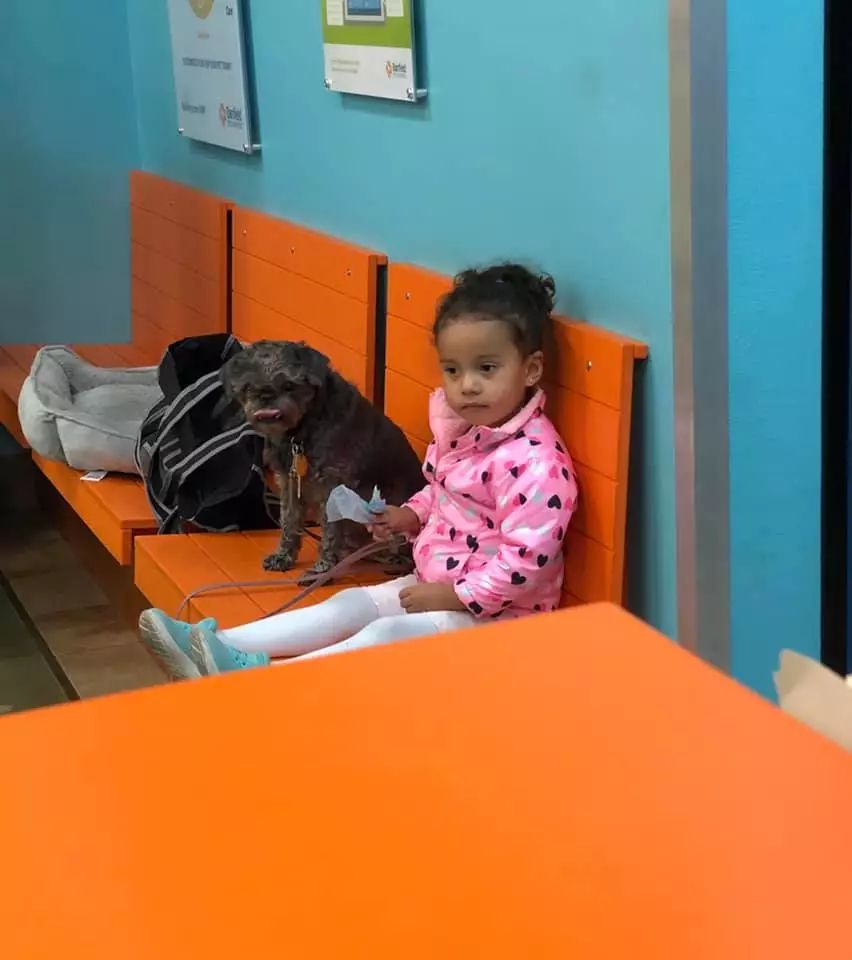 希尔斯狗粮问题,希尔斯狗粮有假的吗