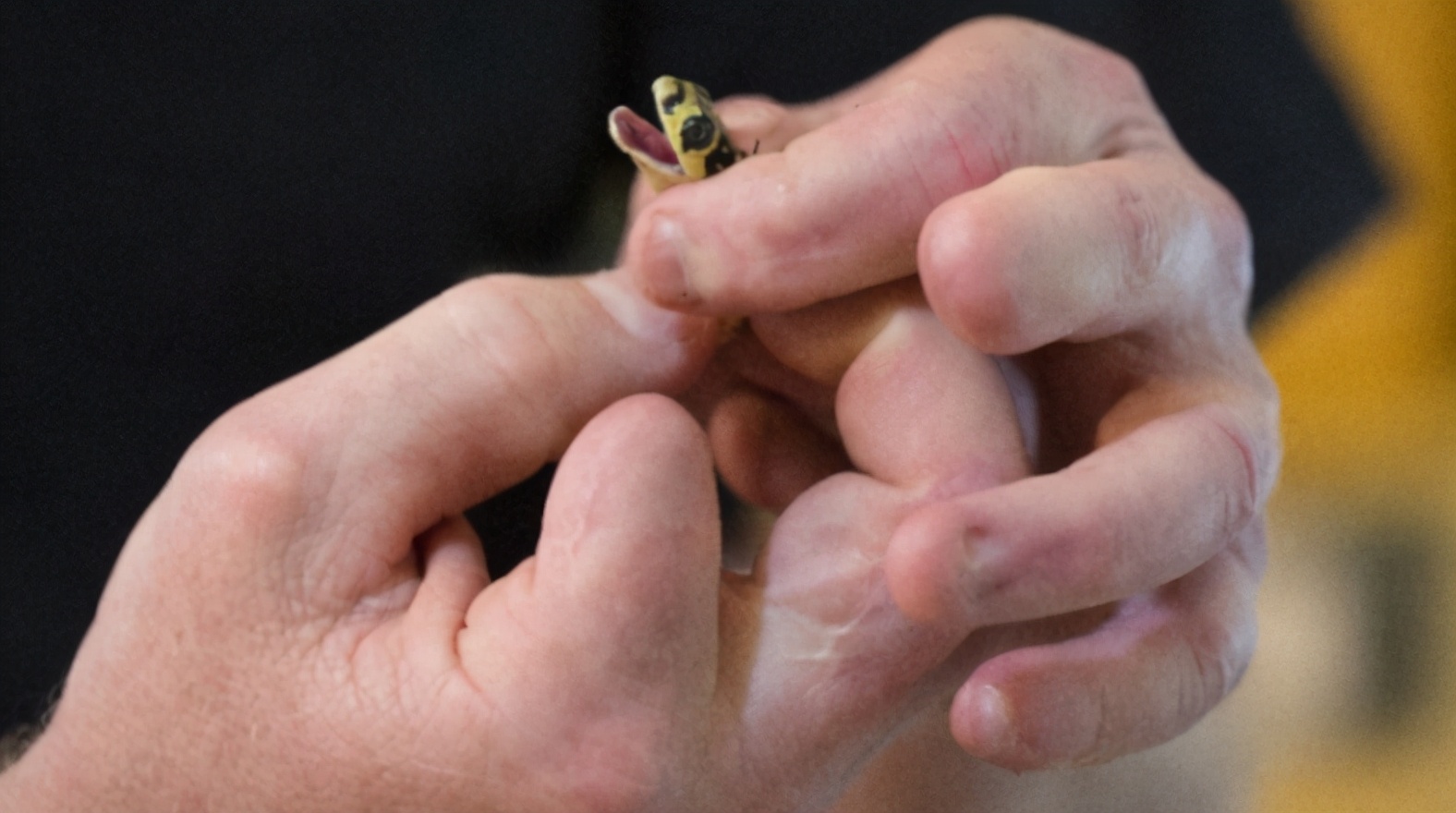 闻屁、吃狗粮竟年入几十万？盘点那些匪夷所思的“多金”职业