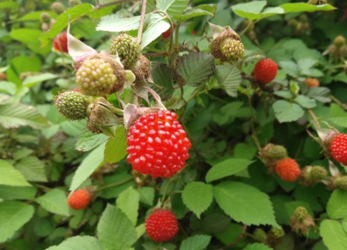 山上能吃的野草莓,80后吃过的野生果子野草莓