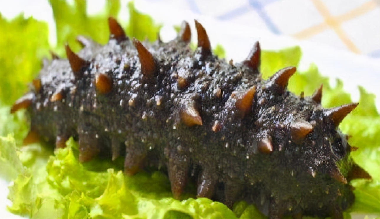 野生海参和养殖海参有什么区别,养殖海参需要什么肥水