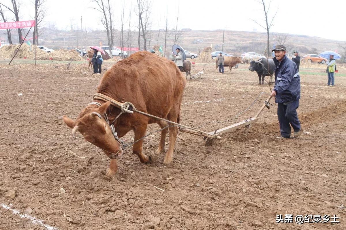 牛遇寡妇,牛年寡妇年