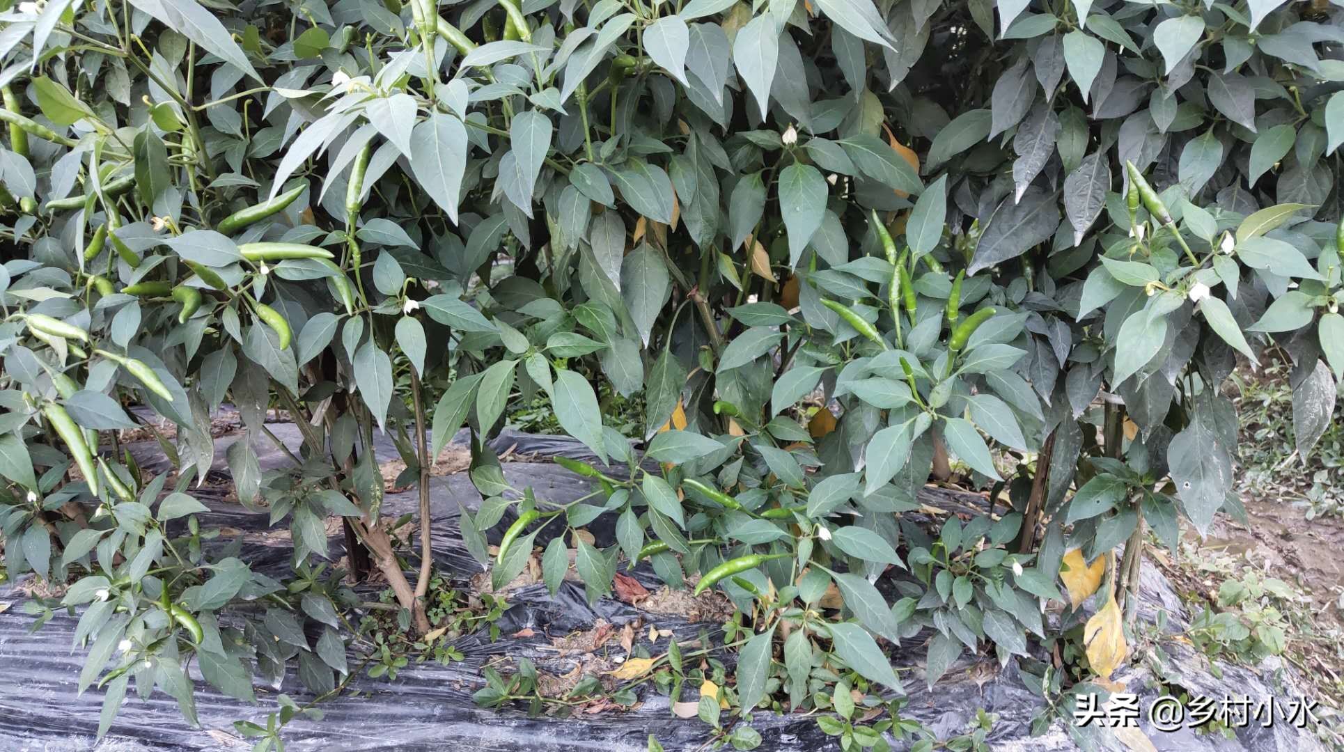 辣椒结辣椒后慢慢变黄了,辣椒叶片发白怎么治