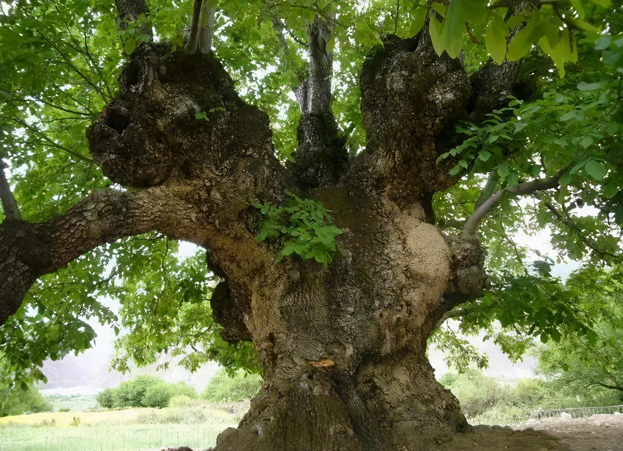 拉林铁路有哪些高铁站,拉林高铁美景