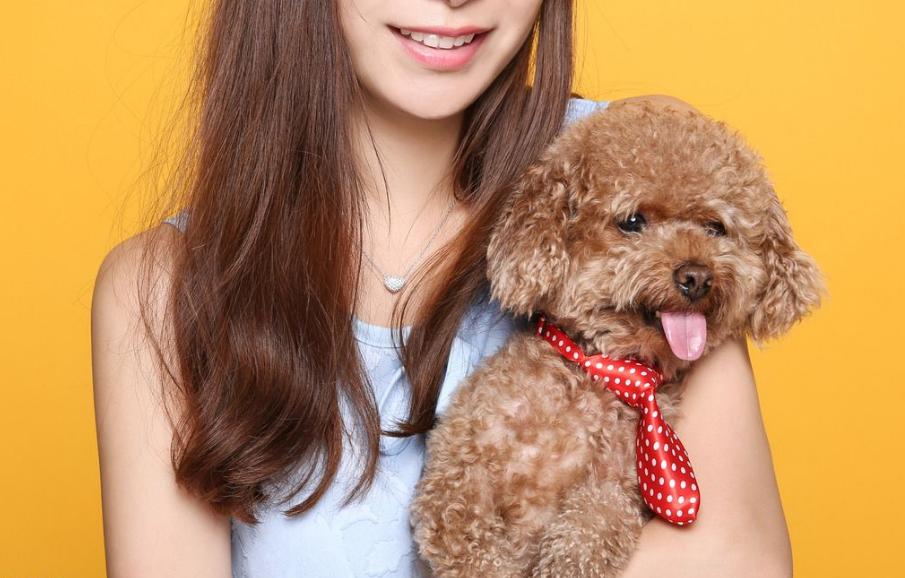 常对泰迪犬做这6件事益处多多,泰迪犬最怕的五种惩罚是什么