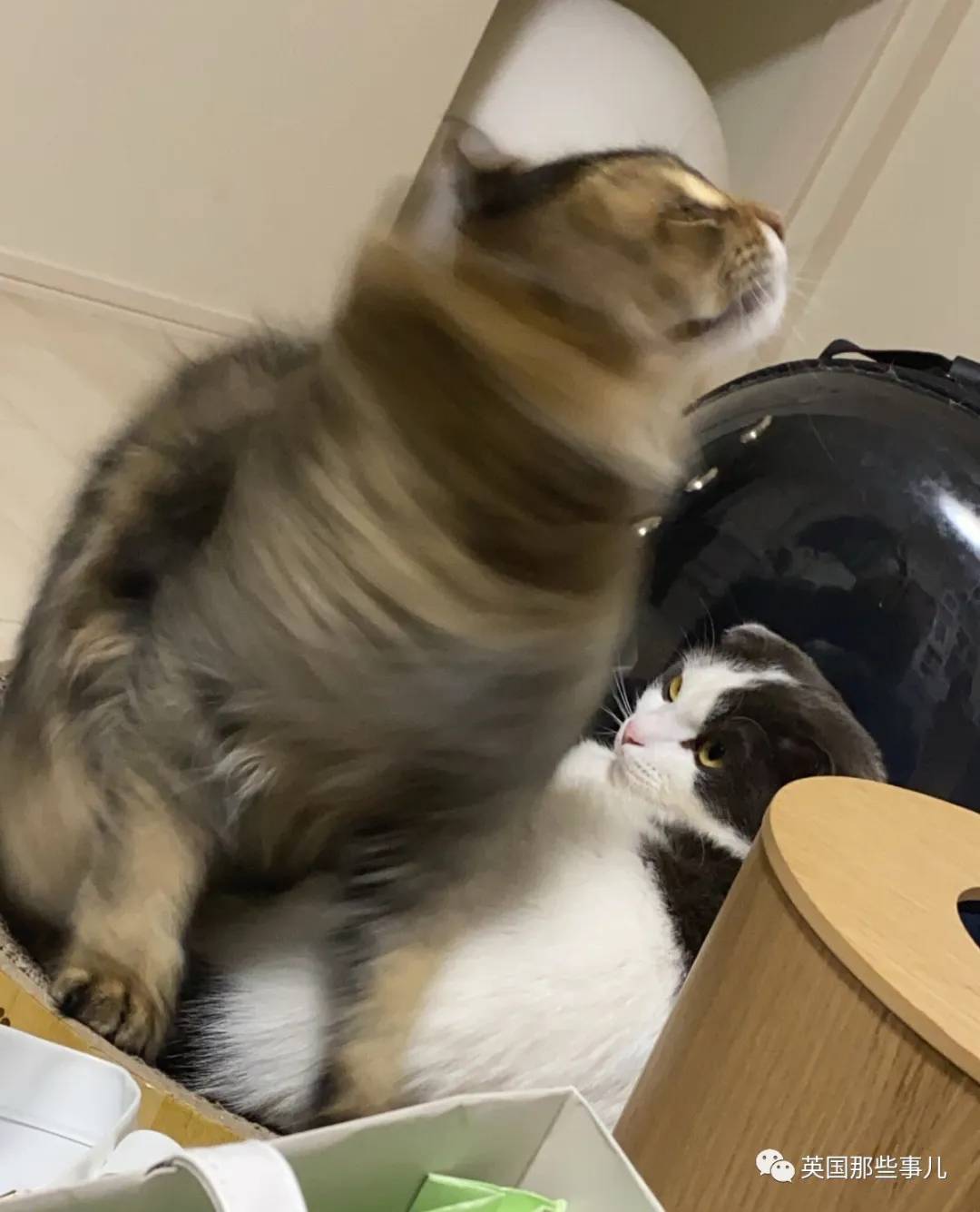 猫咪表情包喵星人,一组有故事的喵星人表情包