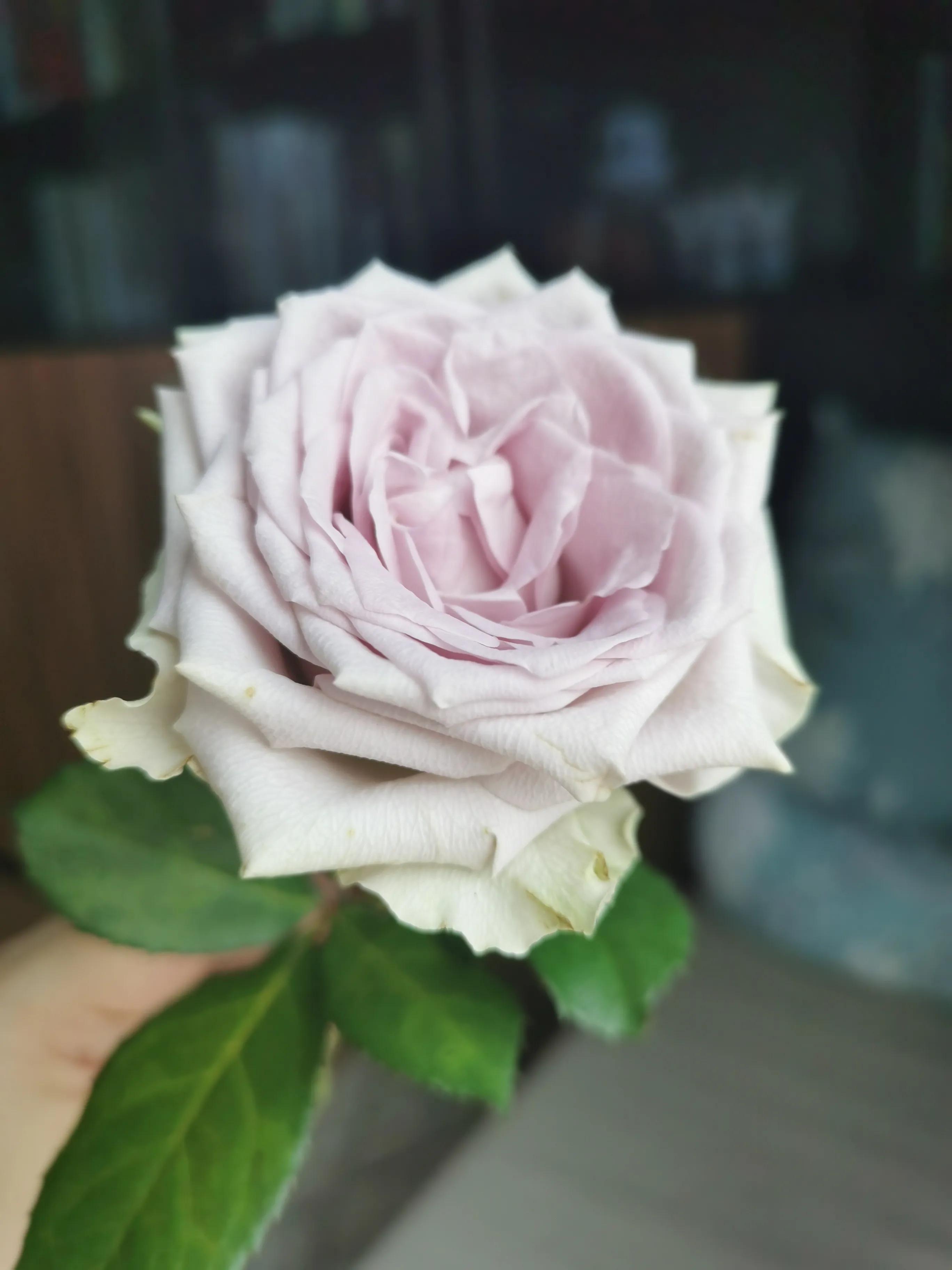 介绍一下海蓝之谜玫瑰花,海蓝之谜玫瑰推荐