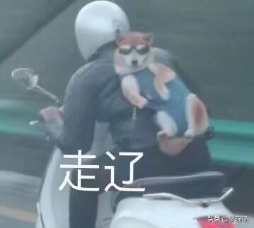 魔域手游新职业游侠,魔域手游幻兽职业