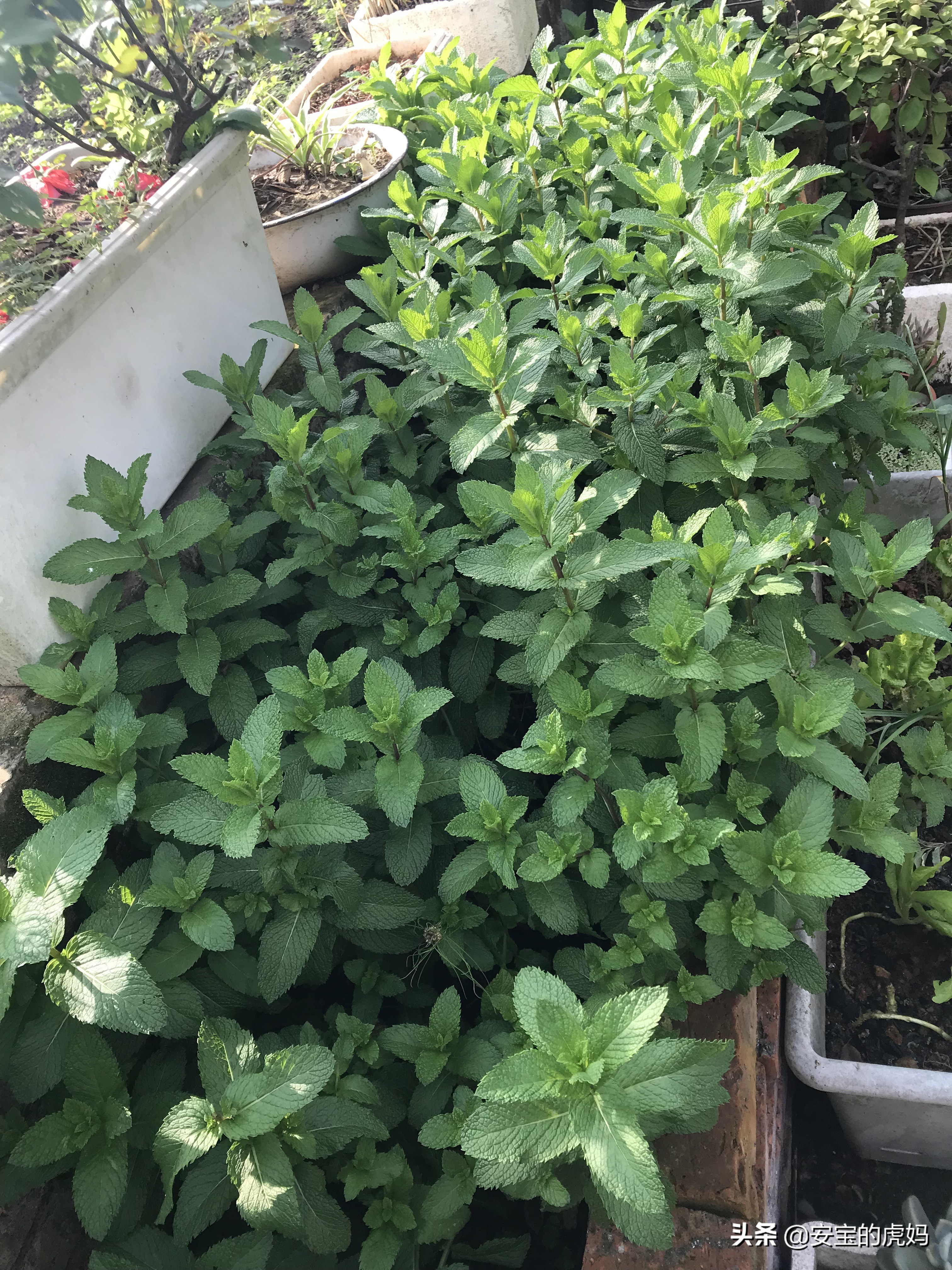 用薄荷做薄荷驱蚊膏,薄荷蚊虫膏制作