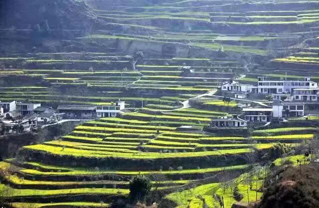 赏油菜花攻略,寻找最美油菜花可去这十大景点