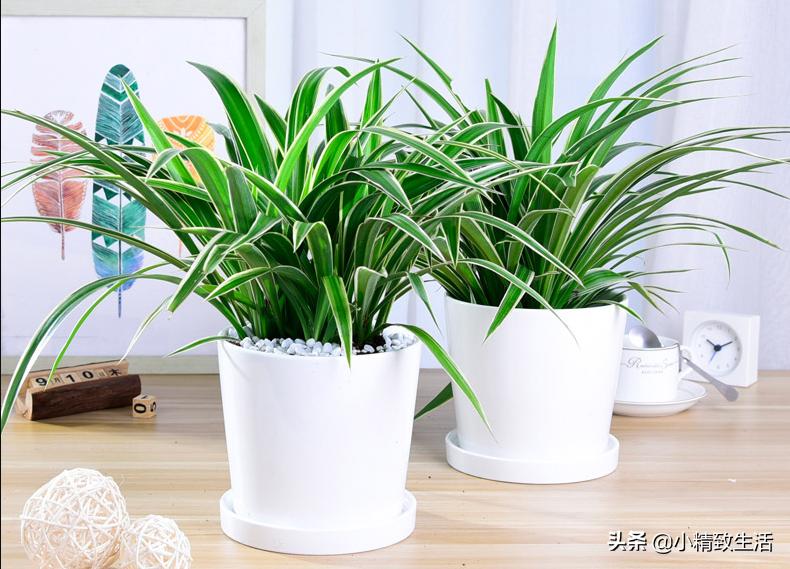 吊兰绿植盆栽黄叶怎么办,养了一年的吊兰爆盆了怎么修剪