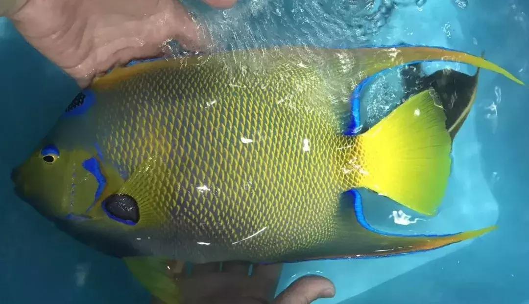 fot海水观赏鱼,fot鱼品种