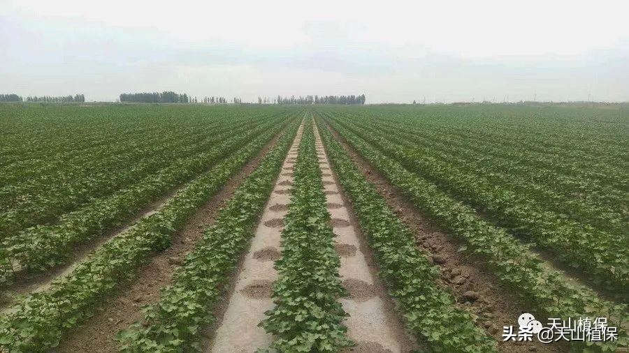 130团最新消息今天,130团春耕