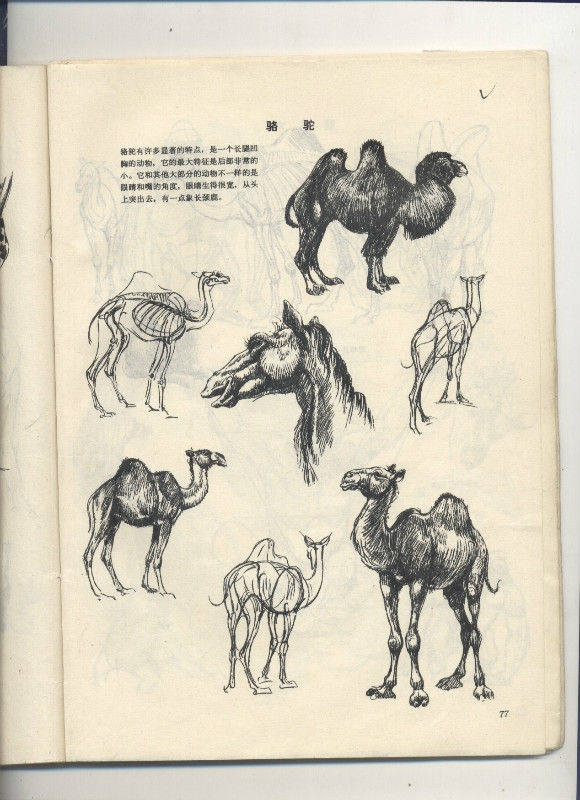 一百幅动物素描,近百幅动物画