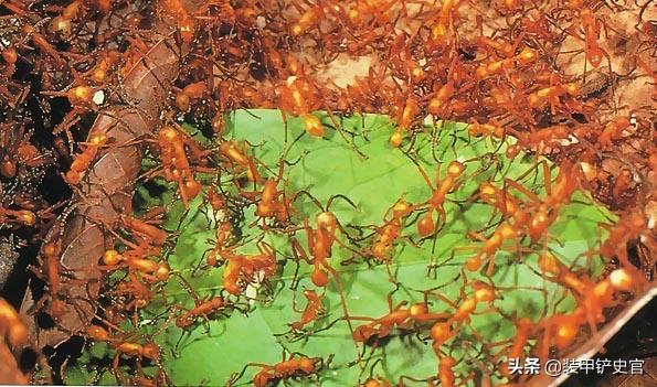 小野田野外生存30年,如何应对蚊蚁虫蛇等热带毒物