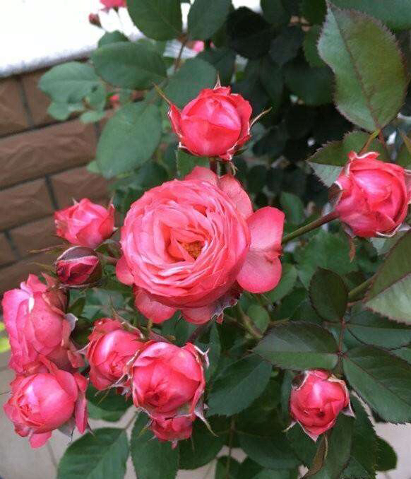 是爬藤月季好养还是矮桩月季好养,最合适种在楼顶的月季